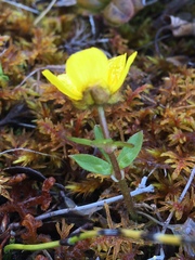 Ranunculus nivalis