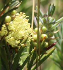 Melaleuca pityoides