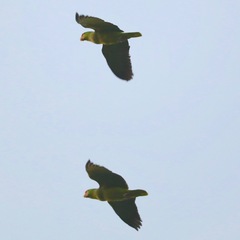 Amazona viridigenalis