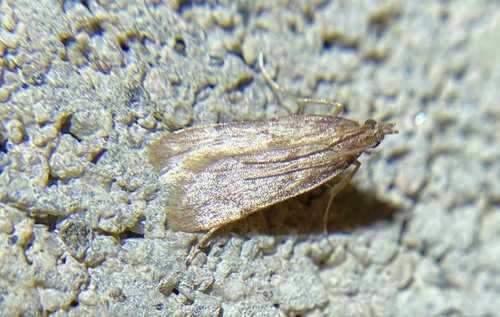 iNaturalist observation photo of Butterflies and Moths