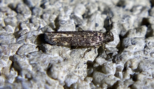 iNaturalist observation photo of Twirler Moths