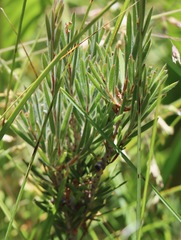 Melaleuca pityoides