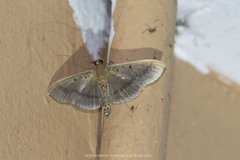 Filodes fulvidorsalis