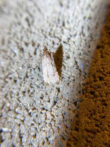 iNaturalist observation photo of Butterflies and Moths