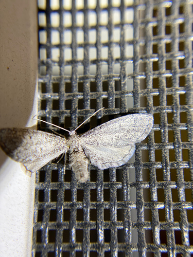 iNaturalist observation photo of Glaucina