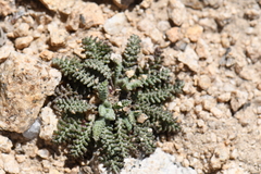 Chaenactis douglasii alpina