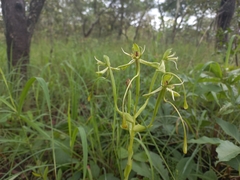 Habenaria gonatosiphon