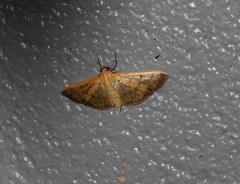 Herpetogramma cynaralis