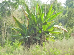 Musa acuminata siamea