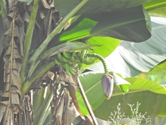 Musa acuminata siamea