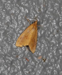 Hyalobathra brevialis