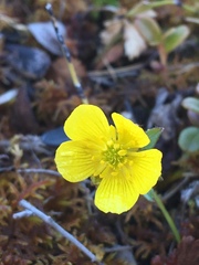 Ranunculus nivalis