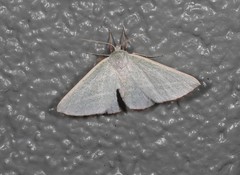 Oenochroma infantilis