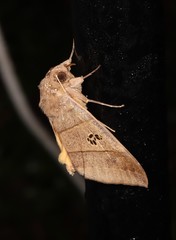 Ophiusa hituense