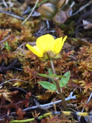 Ranunculus nivalis