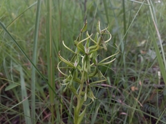 Habenaria cornuta