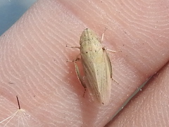 Prairiana