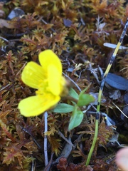 Ranunculus nivalis