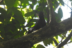 Sciurus variegatoides