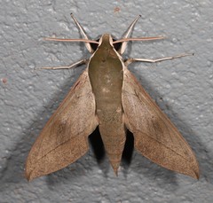 Theretra indistincta