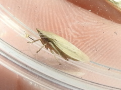 Prairiana