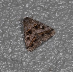 Acantholipes juba