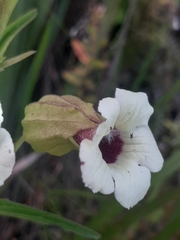 Melasma scabrum