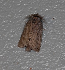 Archigargetta amydra