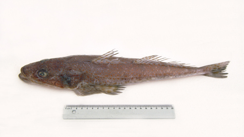 Deep sea flathead (Platycephalus richardsoni) — Platycephalidae — 5