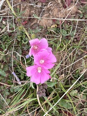 Sidalcea malviflora malviflora