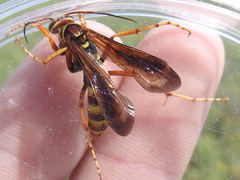 Poecilopompilus interruptus