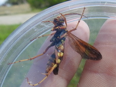 Poecilopompilus interruptus