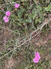 Sidalcea malviflora malviflora