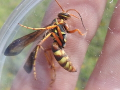 Poecilopompilus interruptus