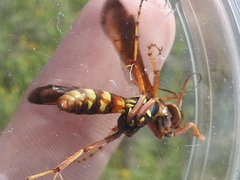 Poecilopompilus interruptus