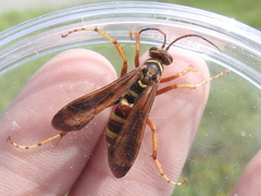Poecilopompilus interruptus