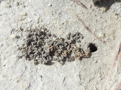 Poecilopompilus interruptus