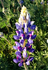 Lupinus benthamii