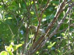 Gerygone albofrontata