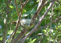 Gerygone albofrontata