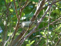 Gerygone albofrontata