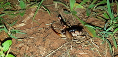 Penalva flavocalceata