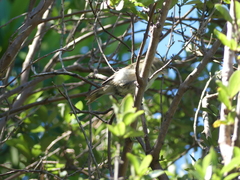 Gerygone albofrontata