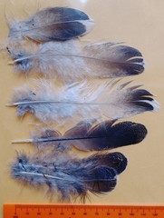 Dendragapus obscurus