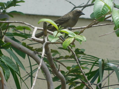 Molothrus bonariensis