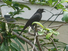 Molothrus bonariensis