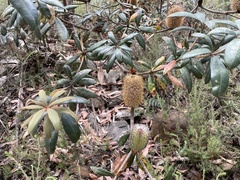 Banksia saxicola