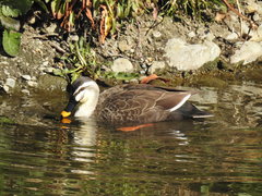 Anas zonorhyncha