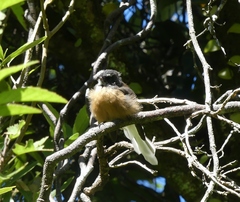 Rhipidura fuliginosa penita