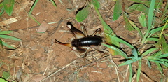 Penalva flavocalceata